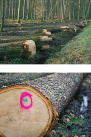 XTRACHENE : selezione del legno